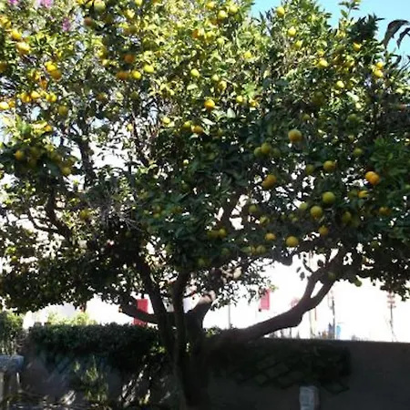 L'arancio Daire *